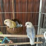 Coconut Bird Nest Hut with Ladder for Parrots Parakeet Conures Cockatiel - Small Animals House Pet Cage Habitats Decor - Image 4