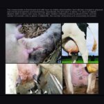 Recessive Cattle Mastitis Detector Cow Livestock Breast Tester Subclinical Mastitis Rapid Detector Cattles Farm Nipple Detect