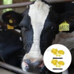 BQLZR 200 Pcs Large Plastic Livestock Ear Tags for Sheep Cattle 2.4x2.9inch - Image 2