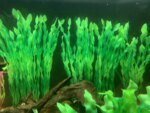 5/10pcs Plastic Aquarium Plants Fish Tank Decorations Artificial Seaweed Water grass Underwater Plants For Aquarium accessories - Image 6