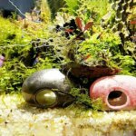 1pc-250g Natural Crystals Gravel Stone Micro Landscape Garden Aquarium Decor Fish Tank Bottom Sand Potted Plants DIY Accessories - Image 4