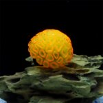 1 Piece Realistic Fake Fluorescent Brain Coral Decoration - Vibrant Glowing Artificial Coral Decoration for Aquarium Fish Tank - - Image 6