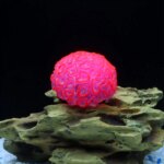1 Piece Realistic Fake Fluorescent Brain Coral Decoration - Vibrant Glowing Artificial Coral Decoration for Aquarium Fish Tank - - Image 5