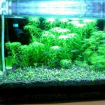 Fish Tank Water Grass Mud Plant Seed Soil Aquarium Bottom Sand Nutrient Soil Black Mud Water Grass Tank Bottom Soil Fertilizer - Image 5