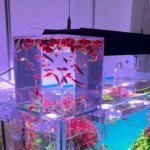 Aquariums Negative Pressure Fish Tank Clear Aerial Aquarium Extender Ecological Landscaping Decoration Fish Tank Bowl Isolation - Image 3