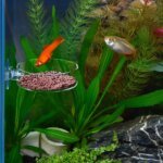 Fish Tank Feeder Aquarium Shrimp Glass Feeding Bowl Clear Dish Tray Container Feeders Aquarium Round  Square Fish Shrimp Feeding - Image 3