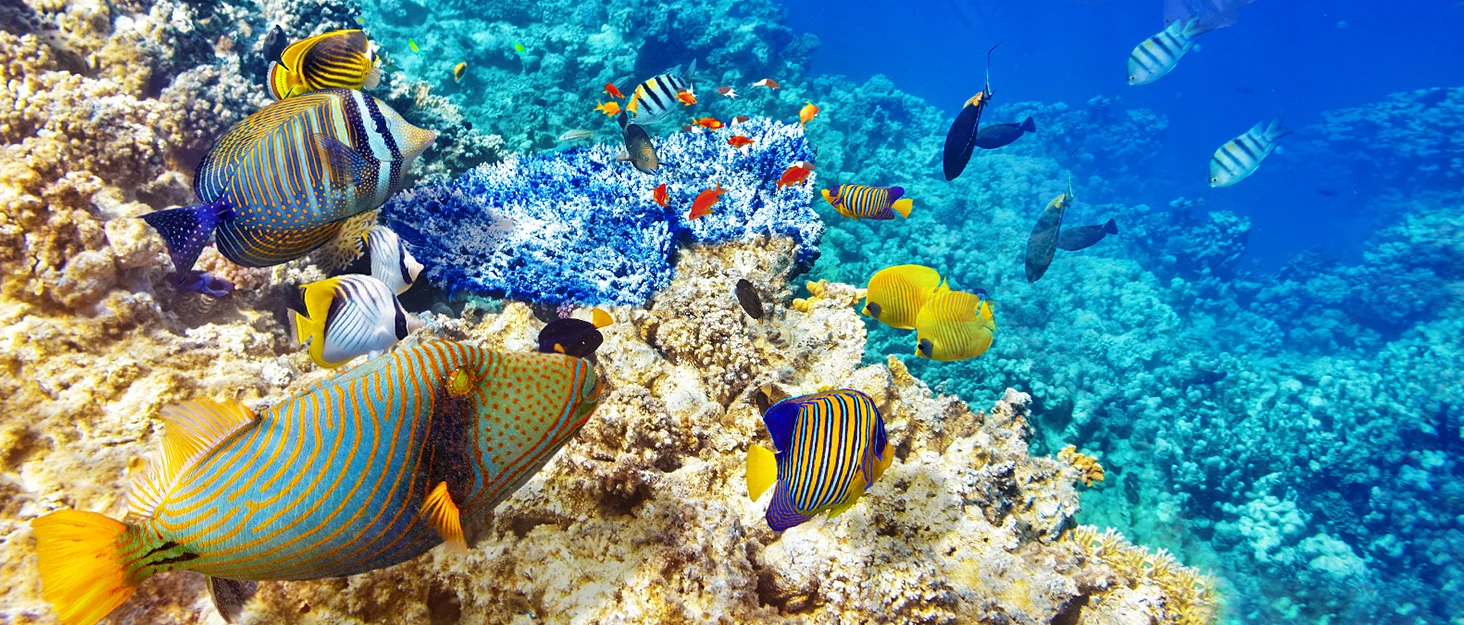 USB Small Aquarium Filter, Single Sponge Filter, with Suction Cup or Adjustable Hanging Clip, Dual Purpose Fish Bowl Tank Filter