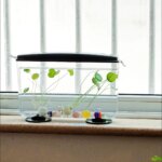 PET Aquariums Shrimp Cover Small Fish Shrimps Turtle Tank Insect Specialized Container Mini Portable Ecosystem Watertank - Image 2