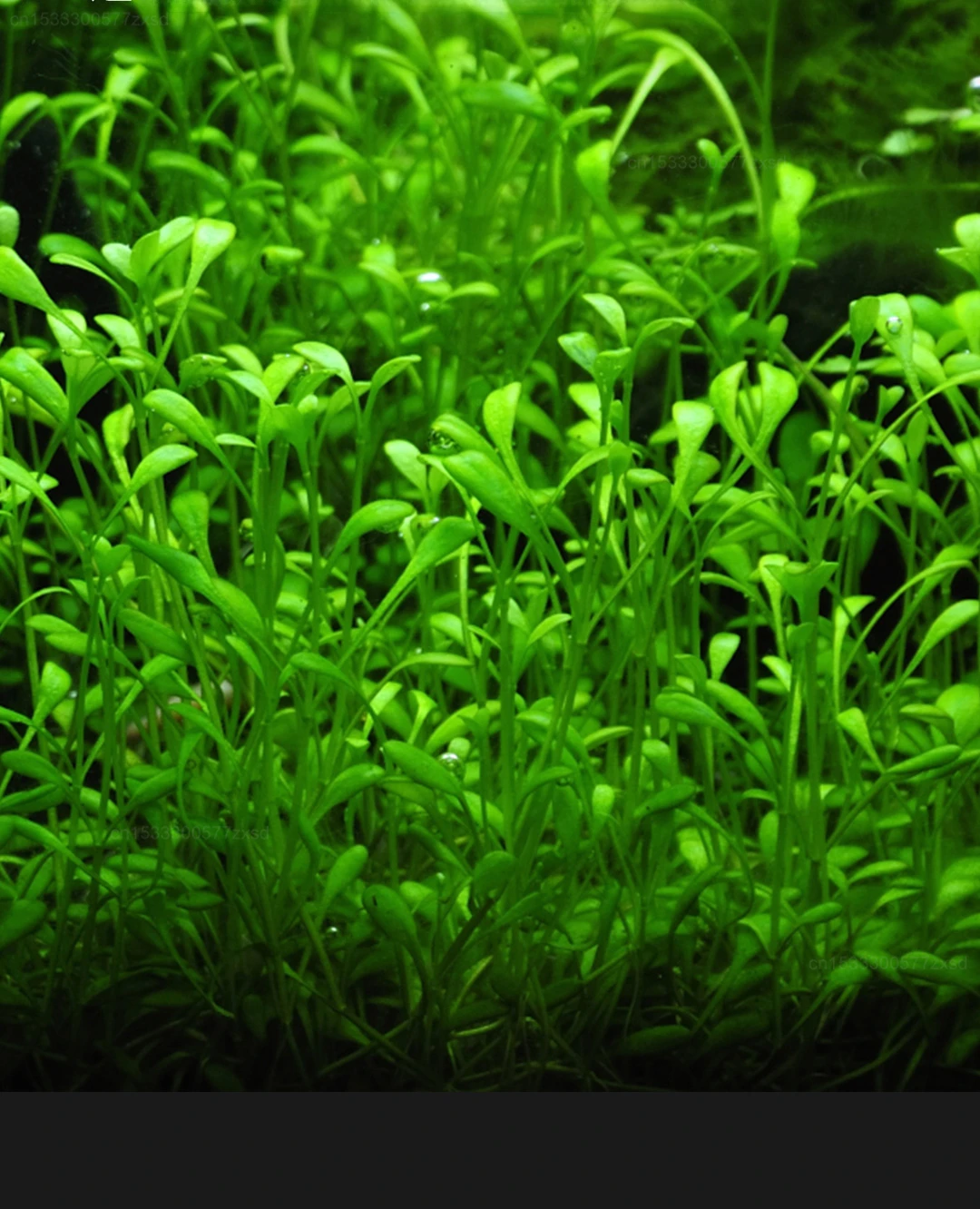 Xiaomi Mijia Smart Fish Tank MYG100 Work with Mijia APP Mobile Controlled Remote Feeding Smart Lighting System Light Aquarium Xiaomi Mijia Smart Fish Tank MYG100 Work with Mijia APP Mobile Controlled Remote Feeding Smart Lighting System Light Aquarium