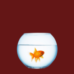 Aquariums & Fish Bowls