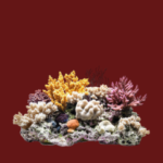 Aquarium Decor