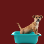 Litter & Housebreaking