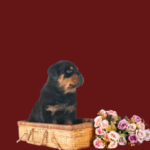 Memorials & Funerary