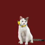 Collars, Harnesses & leashes