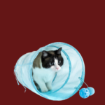 Cat Doors,Steps, Nets.