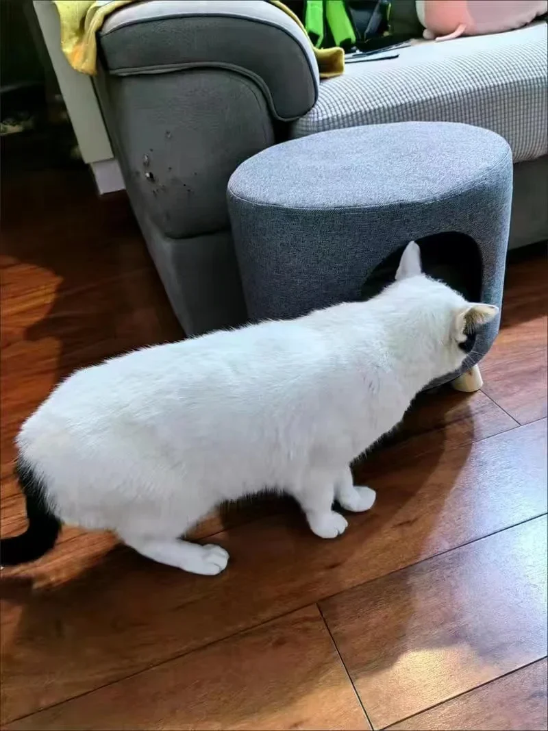 Multifunctional Cat Bed Closed Four Seasons Universal Cat House Stool Solid Wood Small Kennel Cat House Multifunctional Cat Bed Closed Four Seasons Universal Cat House Stool Solid Wood Small Kennel Cat House