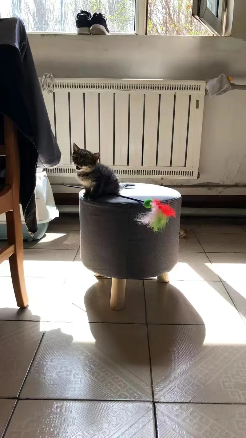 Multifunctional Cat Bed Closed Four Seasons Universal Cat House Stool Solid Wood Small Kennel Cat House Multifunctional Cat Bed Closed Four Seasons Universal Cat House Stool Solid Wood Small Kennel Cat House