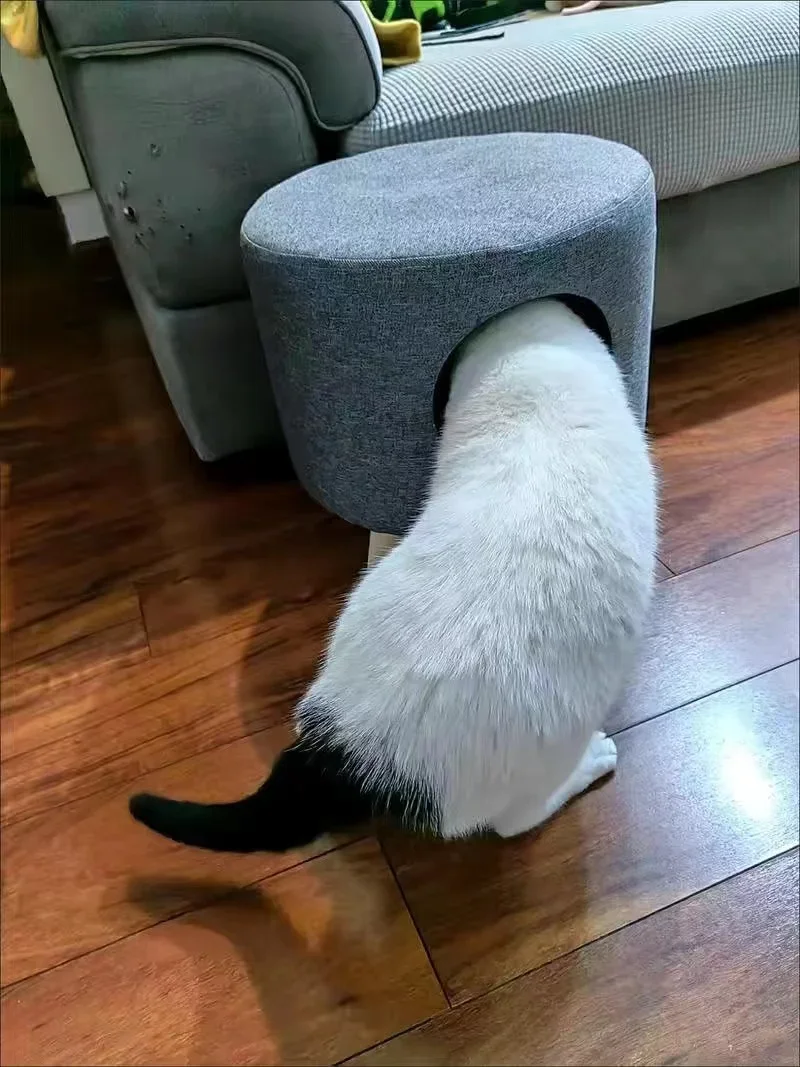 Multifunctional Cat Bed Closed Four Seasons Universal Cat House Stool Solid Wood Small Kennel Cat House Multifunctional Cat Bed Closed Four Seasons Universal Cat House Stool Solid Wood Small Kennel Cat House