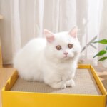 2-Layer Foldable Cardboard Cat House Fun Cheese Design Breathable Sturdy Scratching Post Cat Beds for Sleeping And Playing - Image 2