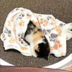 Warm Pet Cat Blanket Autumn Winter Cozy Thicken Fleece Kitten Footprint Bed Mat for Small Medium Big Cats Dog Chihuahua Supplies - Image 6