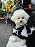 Dog clothes autumn and winter warm schnauzer fah bichon teddy small and medium-sized dogs and cats thickened fur coat - Image 4