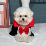 Dogs Halloween Vampire Cape Prince Puppy Pet Cosplay Clothes for Small Medium Dogs Christmas Dress Up Festival Outfits - Image 3