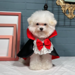 Dogs Halloween Vampire Cape Prince Puppy Pet Cosplay Clothes for Small Medium Dogs Christmas Dress Up Festival Outfits - Image 2