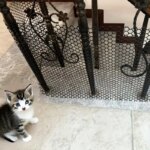 Durable Cat Balcony Safety Net, Plastic Mesh Guardrail for Pet Protection, Prevents Falls & Ensures Safe Resting Spaces for Cat - Image 3