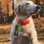 Waste Bags Dispenser Flashlight Poop Connection Holder Pet Litter Box with Light Pet Leash Pendant Outdoor Equipment Dog - Image 5