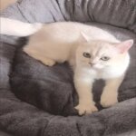 Very Soft Warm Dog Bed Pets Basket Cat House Sofa for Medium Large Dog Sofa Bed Cushion Dog Bed House Pet Supplies Accessories - Image 6