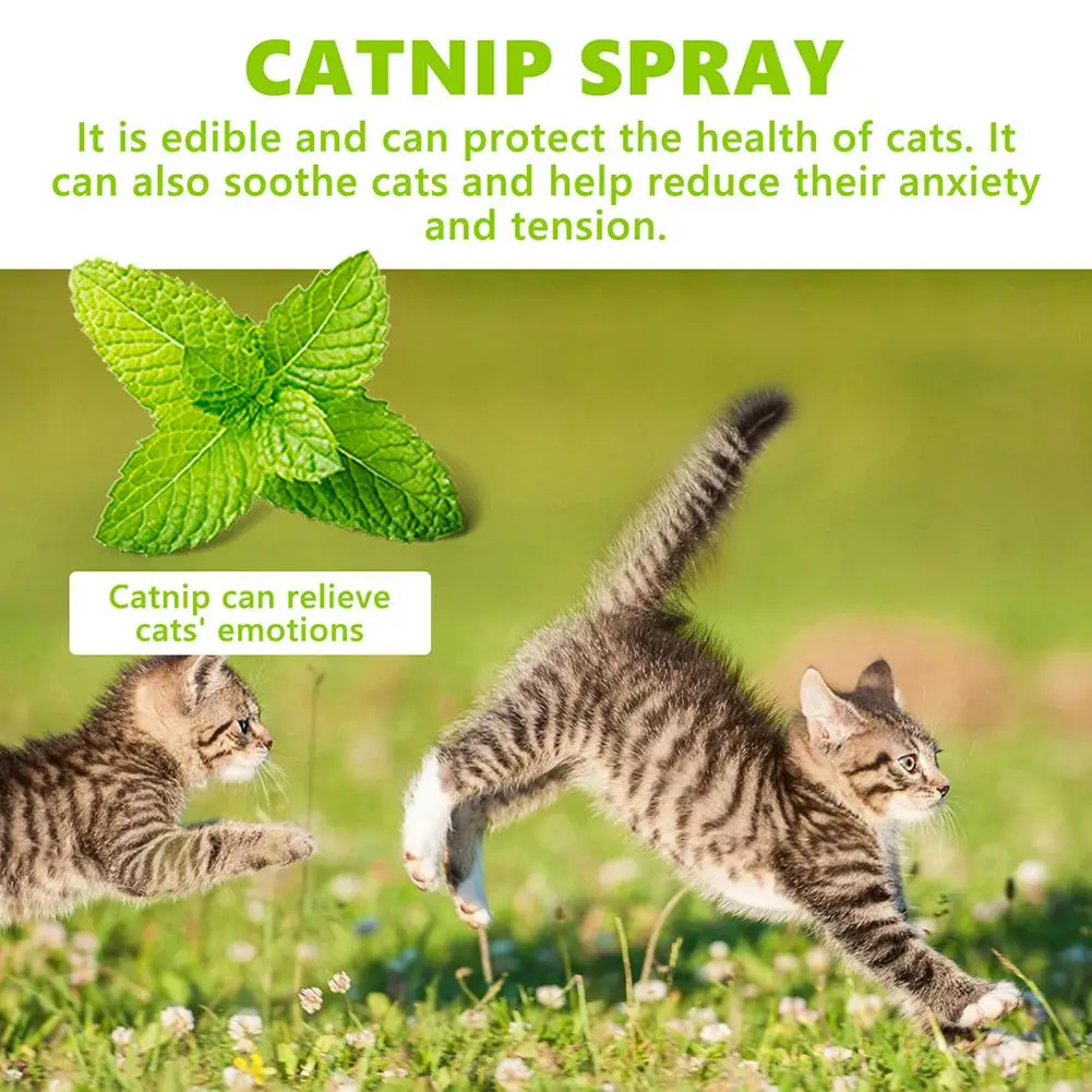 20/100ml Cat Catnip Spray Healthy Ingredients Catnip Spray For Kittens Cats Attractant Easy To Use Safe For Pets Gift For Pet