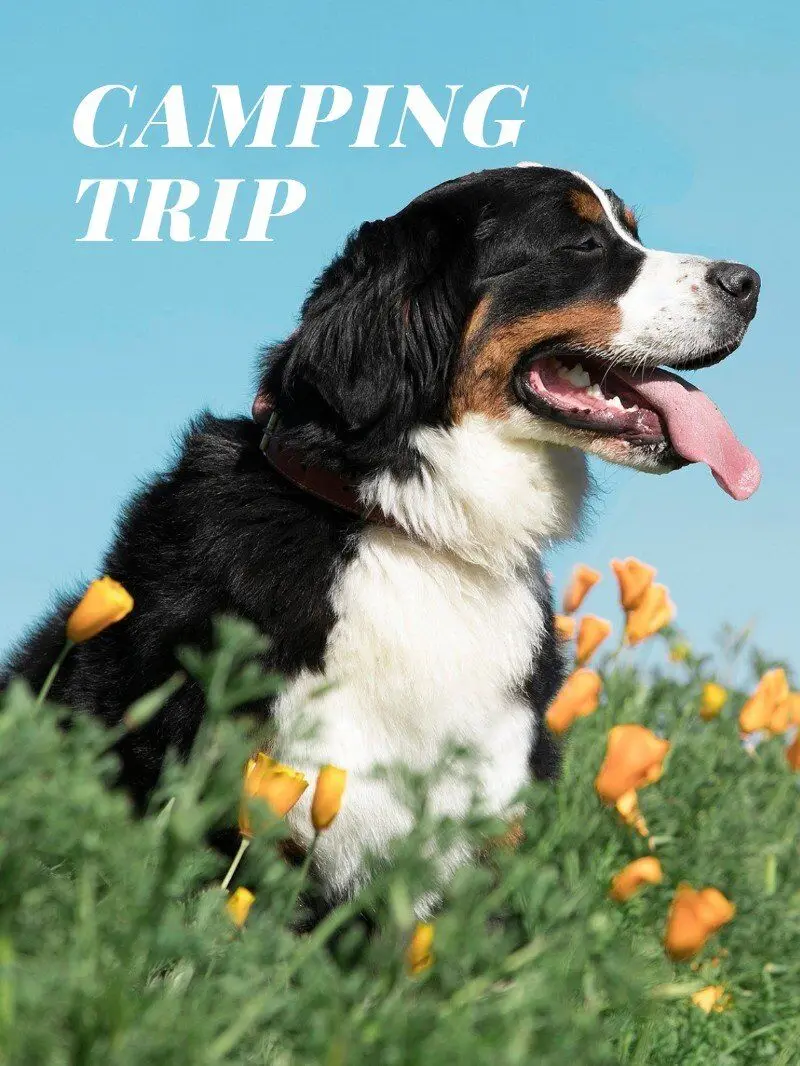 Portable Cat Backpack Carrier Foldable Expandable Pet Travel Bag Airline Approved Breathable Pet Carrier for Dog Pet Accessories Portable Cat Backpack Carrier Foldable Expandable Pet Travel Bag Airline Approved Breathable Pet Carrier for Dog Pet Accessories