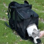Pet Carrier Backpack Expandable for Cats Dogs Under 18 LB | Breathable Mesh Cat Backpack Carrier Bag | Foldable Dog Backpack - Image 6